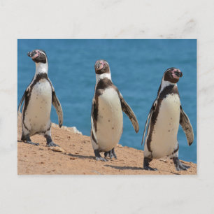 Carte Postale Trois pingouins Humboldt marchant