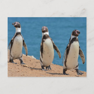 Carte Postale Trois pingouins Humboldt marchant