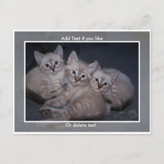 Carte postale Trois points Lynx Siamese Kittens