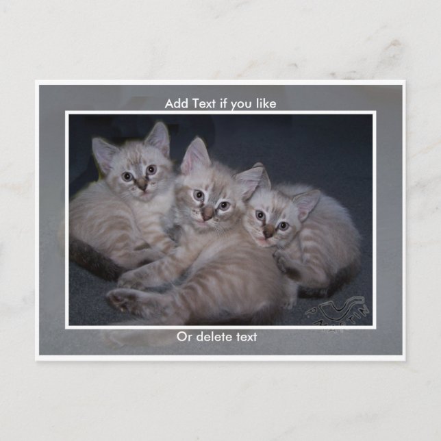 Carte postale Trois points Lynx Siamese Kittens (Devant)