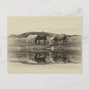Carte Postale Trois poney`s