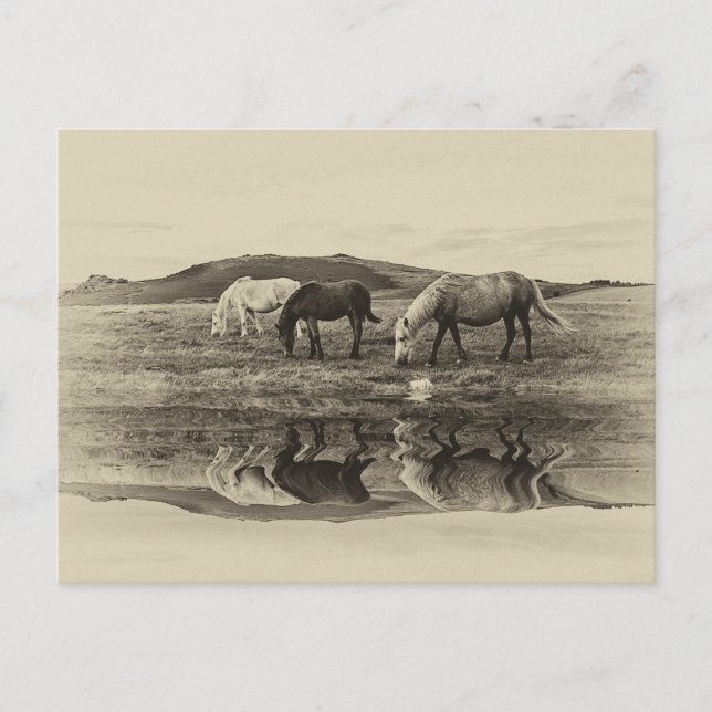 Carte Postale Trois poney`s (Devant)