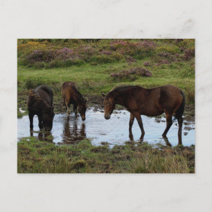 Carte Postale Trois Ponies Dartmoor Boivent Au Trou D'Eau