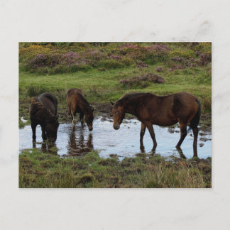Carte Postale Trois Ponies Dartmoor Boivent Au Trou D'Eau