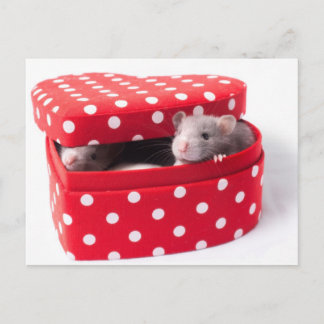 Carte Postale Trois rats dans une Boîte de Coeur