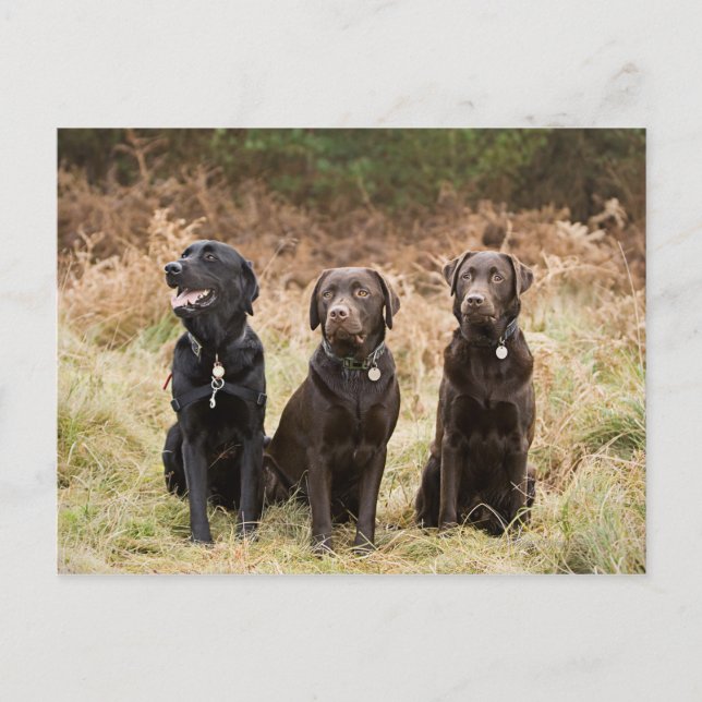 Carte Postale Trois récupérateurs Black Labrador (Devant)