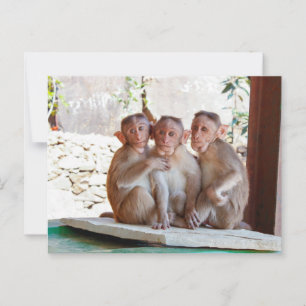 Carte Postale Trois Singes Ensemble pour la Faune