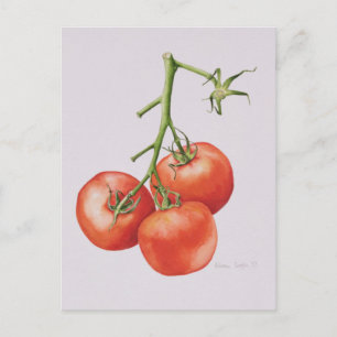 Carte Postale Trois tomates sur la vigne 1997