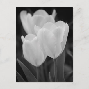 Carte Postale Trois Tulipes