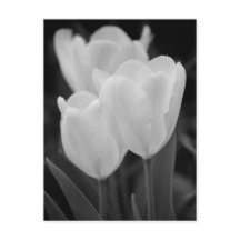 Trois Tulipes