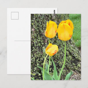 Carte Postale Trois Tulipes Jaunes /