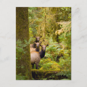 Carte Postale Trois Vaches De Elk Roosevelt Regardant Vue