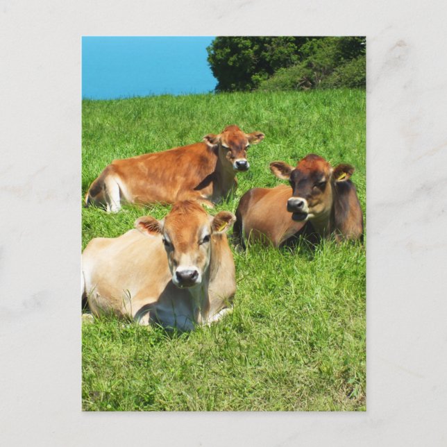 Carte Postale Trois vaches Jersey (Devant)