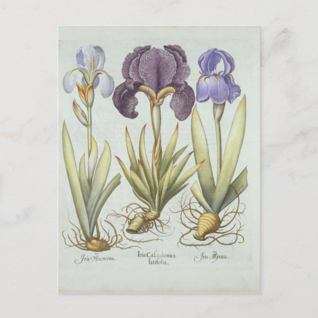 Carte Postale Trois variétés de rhizomatous sans ours Irises (Devant)