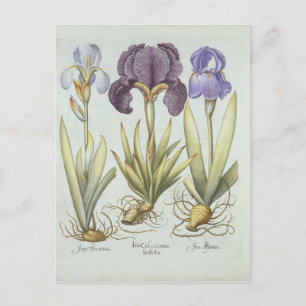 Carte Postale Trois variétés de rhizomatous sans ours Irises