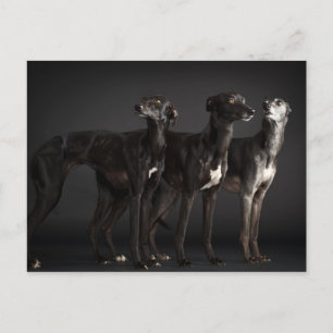 Carte Postale Trois whippets