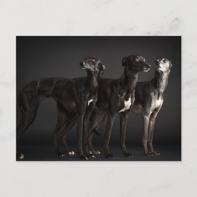 Carte Postale Trois whippets (Devant)