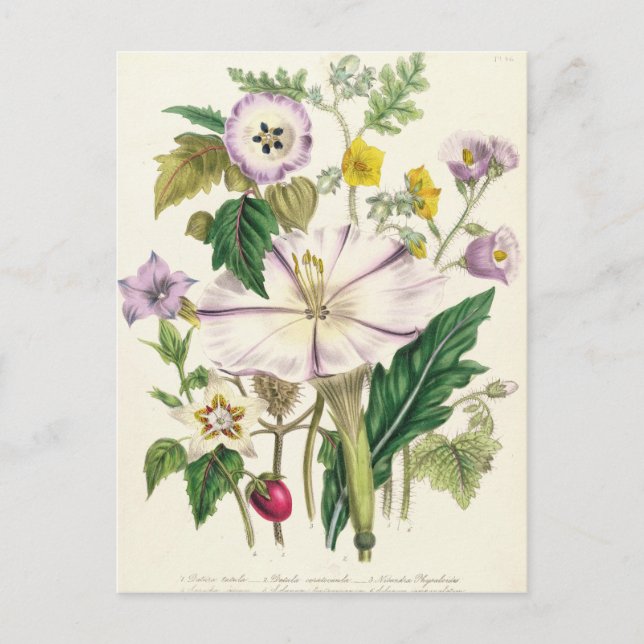 Carte Postale Trompette du diable, assiette 46 des "Dames" (Devant)