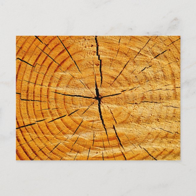 Carte Postale Tronc d'arbre (Devant)