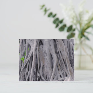 Carte Postale Tronc d'arbre de Banyan