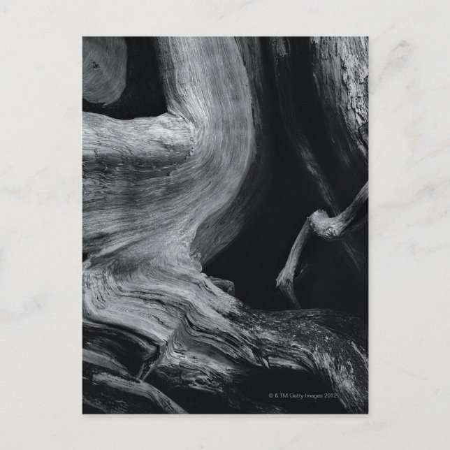 Carte Postale tronc d'arbre mort (Devant)