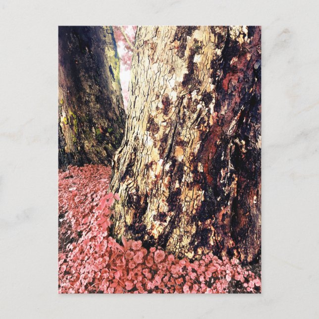 Carte Postale troncs d'arbre (Devant)
