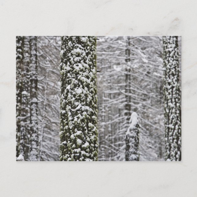 Carte Postale Troncs d'arbres couverts de neige dans la vallée d (Devant)