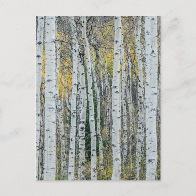 Carte Postale Troncs d'arbres trembles | Aspen, Colorado (Devant)