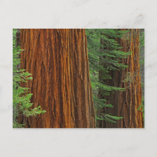 Carte Postale troncs de Séquoia géant en forêt, Yosemite
