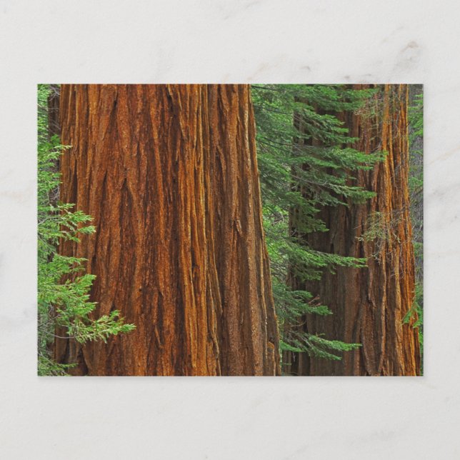 Carte Postale troncs de Séquoia géant en forêt, Yosemite (Devant)