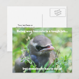 Carte Postale Trop mignon bébé oiseau Humoristique 