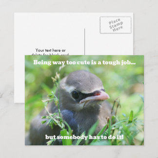 Carte Postale Trop mignon bébé oiseau Humoristique 