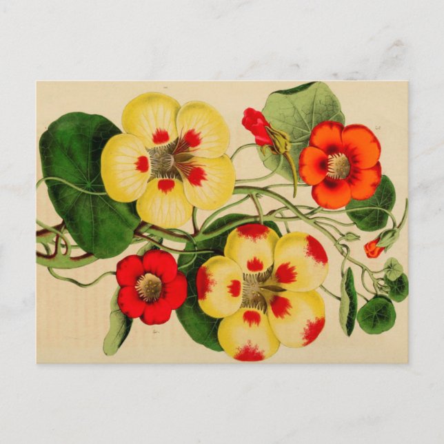 Carte postale "Tropacalum" Zinnia Vintage Sketch (Devant)