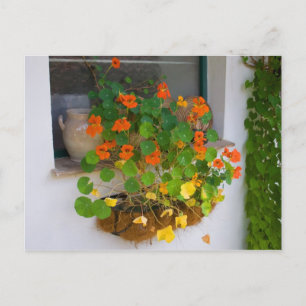 Carte Postale Tropaeolum majus