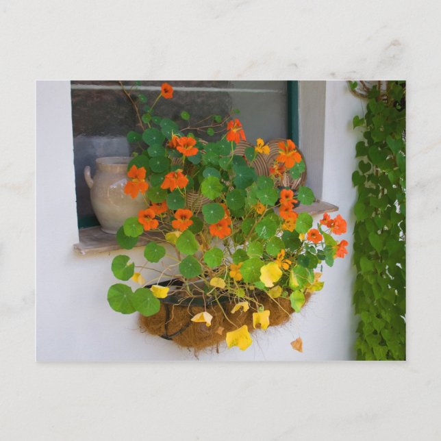 Carte Postale Tropaeolum majus (Devant)