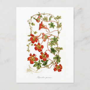 Carte Postale Tropaeolum speciosum