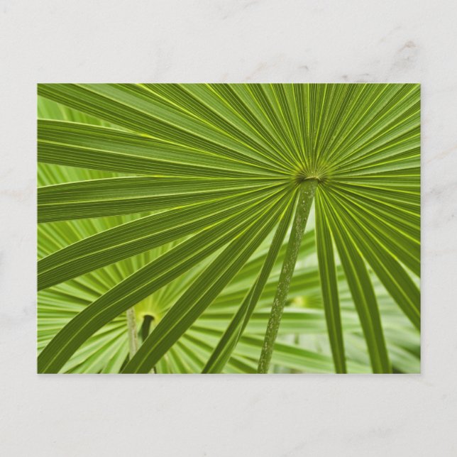 Carte Postale Tropical (Devant)