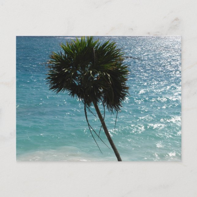 Carte Postale Tropical Beach Palm Tree Postcard (Devant)