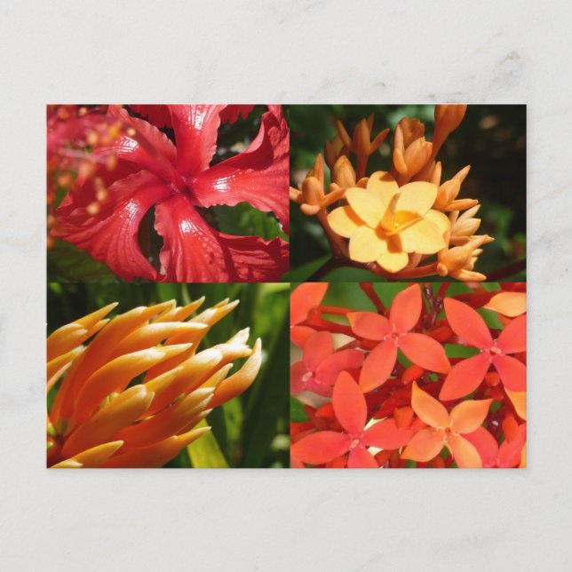 Carte Postale "Tropical Heat" Postcard (Devant)