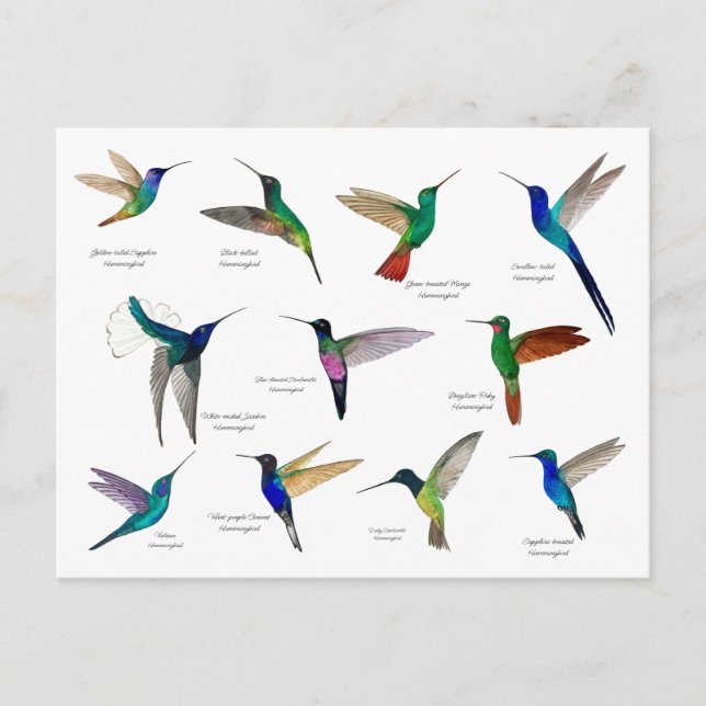 Carte Postale Tropical Hummingbirds  (Devant)
