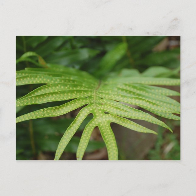 Carte Postale Tropical Leaf (Devant)