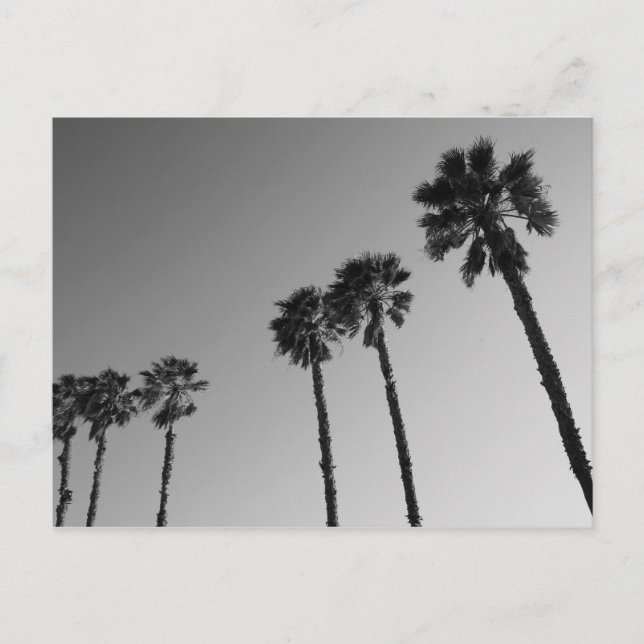 Carte postale Tropical Palm Trees (Devant)