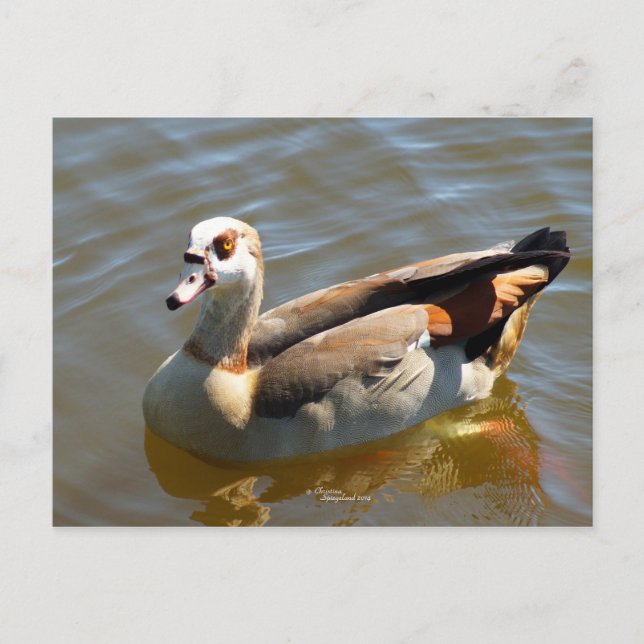 Carte postale Tropical Paradise Duck (Devant)