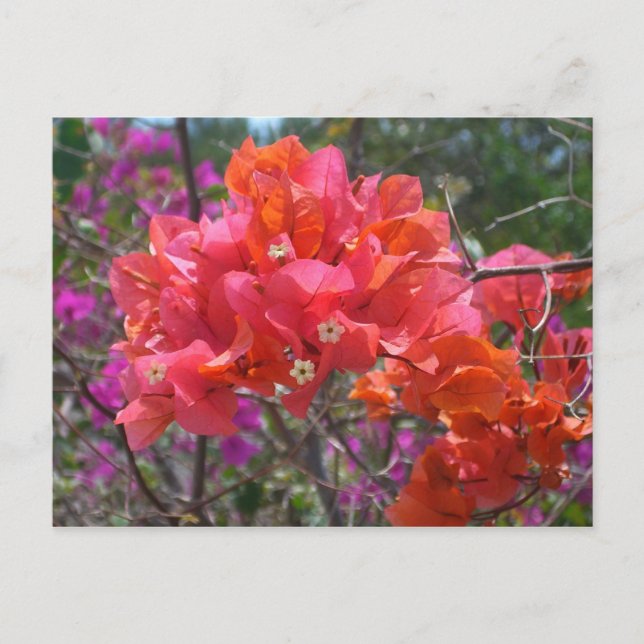Carte Postale Tropical Pink Bougainvillea Island Floral (Devant)