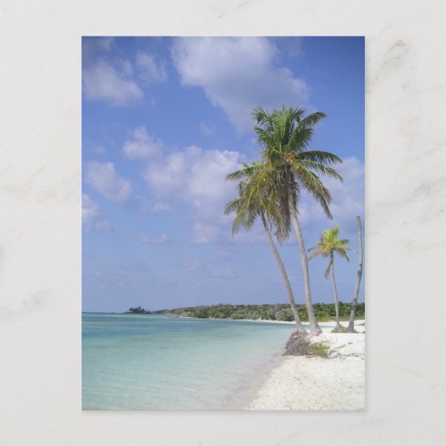 carte postale tropicale de plage (Devant)