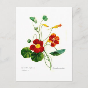 Carte Postale Tropoeolum majus(nasturtium)