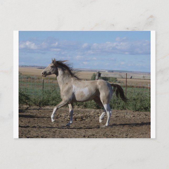 Carte Postale trot (Devant)