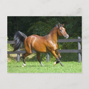 Carte Postale Trot Arabe polonais de cheval