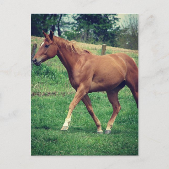 Carte Postale Trot, Scotch (Devant)