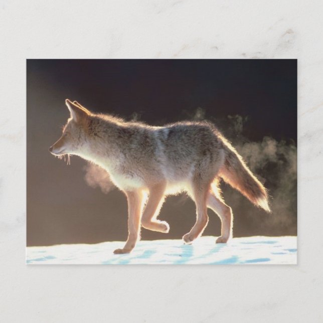 Carte Postale Trots de renards hivernaux (Devant)